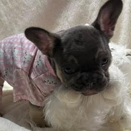 French Bulldog puppies from Jasmine's French Bulldogs