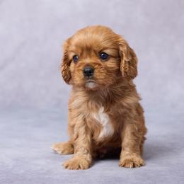 Roscoe - Ruby male Cavalier King Charles Spaniel puppy in Apple Creek, Ohio from Grandeur Valley Puppies