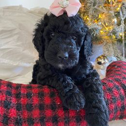 "Onyx- F2b Doodle" Goldendoodle Puppies from What’s Up Doodles