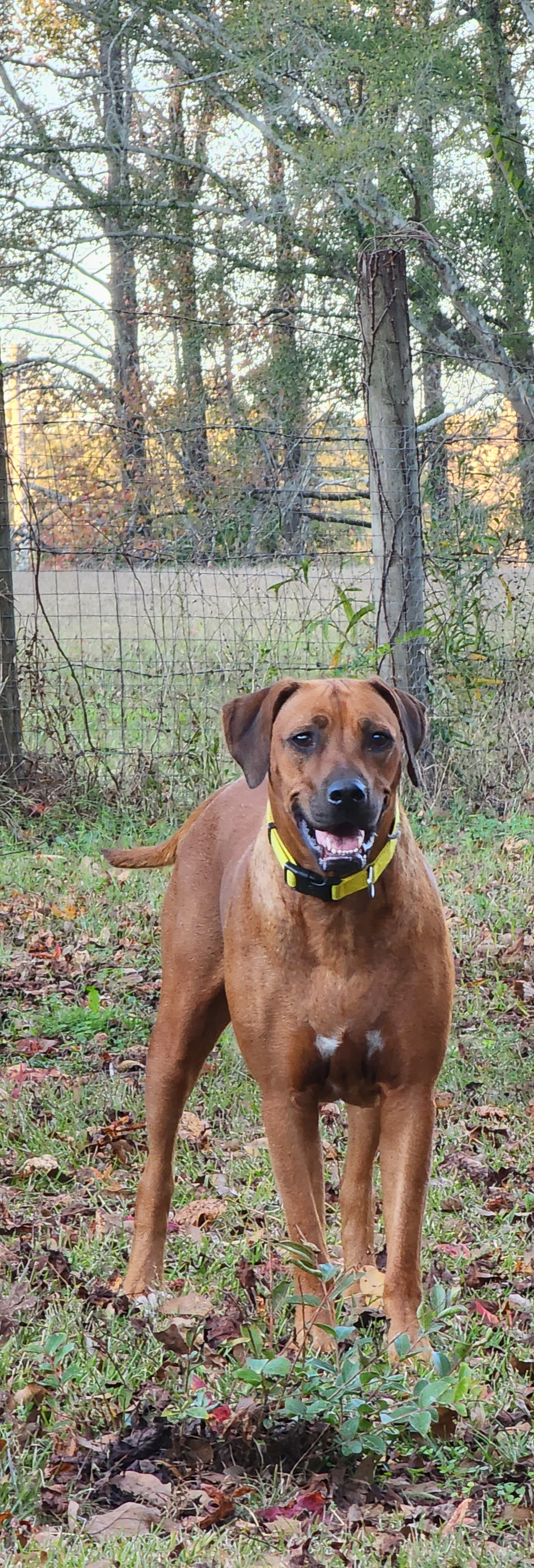 Natasha - Rhodesian Ridgeback