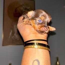 Aspen - Chocolate and tan female Yorkshire Terrier puppy in Lynwood, Illinois from SaintNicksWay