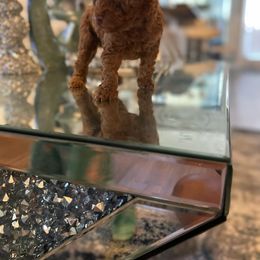 Poodle Puppies from Pups By Glam