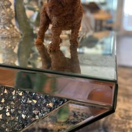 Poodle Puppies from Pups By Glam