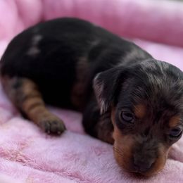 Hilda - Dapple female Dachshund puppy in Salem, Oregon from Longdox Mini Dachshunds