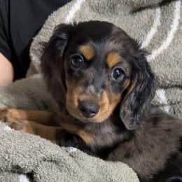 Brie - Dapple female Dachshund puppy in Mountain Home, Arkansas from Furry Friends Kennel