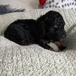 Poppy - Black and tan female Cavapoo puppy in Spokane, Washington from PJE Cavs and Poos