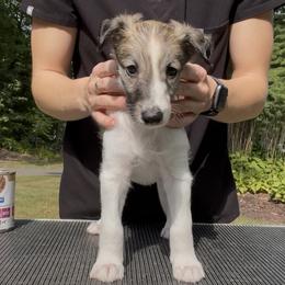 Silken Windhound Puppies from Cadence Silken Windhounds