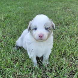 Forky - Slate merle male Border Collie puppy in Ripley, Oklahoma from Adventure5 Border Collies