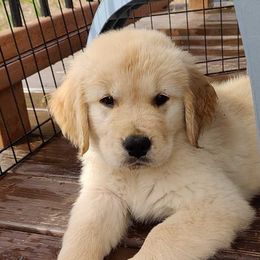 Golden Retrievers from Mitchell Hill Goldens