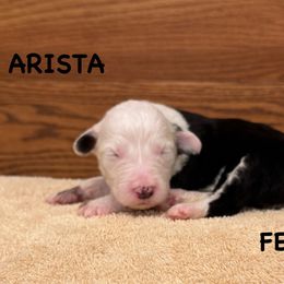 ARISTA - Gray and white female Old English Sheepdog puppy in Blackfoot, Idaho from What the Fluff Old English Sheepdog