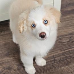 John B. - Red & white male Miniature American Shepherd puppy in Tonopah, Arizona from King's Miniature American Shepherds