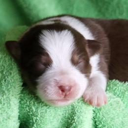 Martha - Red tri-color female Australian Shepherd puppy in Springville, New York from RisingStar Australian Shepherds