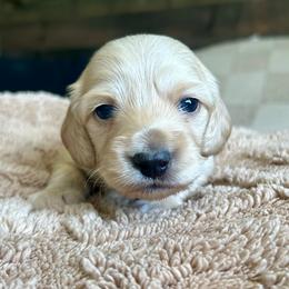 Beau - Cream male Dachshund puppy in Coeymans Hollow, New York from Dachshunds of the Hollow