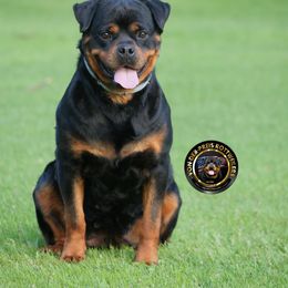 Siri - Rottweiler
