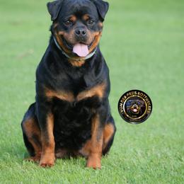 Siri - Rottweiler