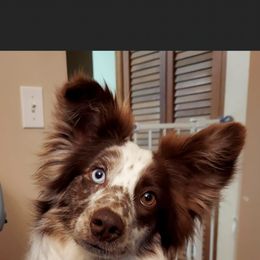 Australian Cattle Dog, Australian Shepherd, Companion Cross, and Miniature Australian Shepherd Puppies from MK Aussies