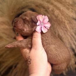 Alexis - Brown female Chinese Shar-Pei puppy in Lehigh Acres, Florida from Florida Wrinkles