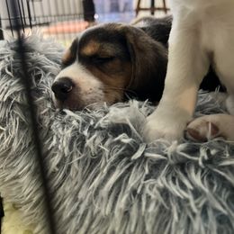 Beagle Puppies from Leslie Beagles of Leslie Farm