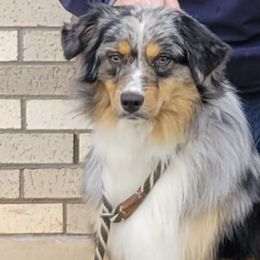 Dachshunds and Miniature American Shepherds from Heather's Mini Aussies
