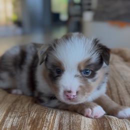 Welsummer - Red merle male Miniature Australian Shepherd puppy in Cave Creek, Arizona from Arizona Aussies
