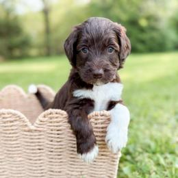 Hersh - Chocolate male Goldendoodle puppy in Ooltewah, Tennessee from Allison Family Doodles