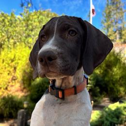 Dill - black collar - Liver and white male German Shorthaired Pointer puppy in Mokelumne Hill, California from Underhill GSP
