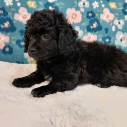 Eli - Black male Havapoo puppy in Blanch, North Carolina from Faithful Hearts Kennel