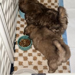 Shih Tzu Puppies from Wood Foo Breeders