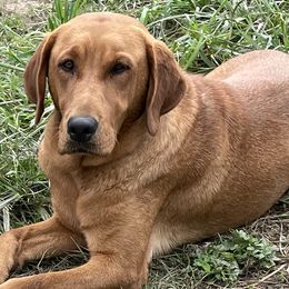 English Setters, German Shorthaired Pointers, German Wirehaired Pointers, and Labrador Retrievers from Point and Flush Gun Dogs