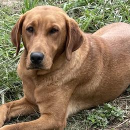 English Setters, German Shorthaired Pointers, German Wirehaired Pointers, and Labrador Retrievers from Point and Flush Gun Dogs