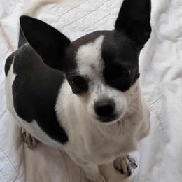 Chihuahuas and Dachshunds from Mbjs Doxies and chihuahuas