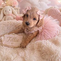 Tillie orange collar - Apricot female Goldendoodle puppy in Aurora, Illinois from Chicago Goldendoodles