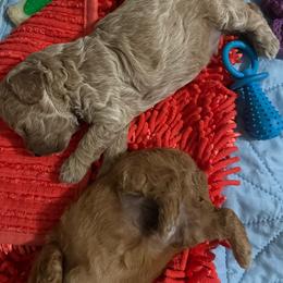 Diamund - Apricot male Poodle puppy in Lexington, Tennessee from Jm’s Precious Poodles