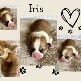 Iris - White and red female Pembroke Welsh Corgi puppy in Boones Mill, Virginia from Cahas Corgis of Virginia