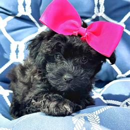 Hailey - Black and tan brindle female Havapoo puppy in Loveland, Colorado from Littledoodles2love