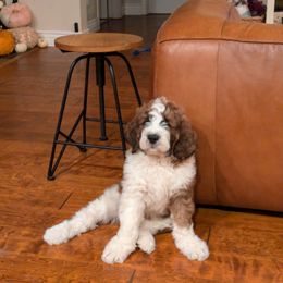 Saint Berdoodle Puppies from Country Manor Saint Berdoodles