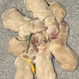 Boy 4 - male Golden Retriever puppy in Oklahoma City, Oklahoma from Shire Springs Kennels