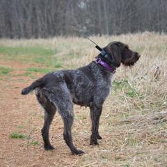 Dama - German Wirehaired Pointer