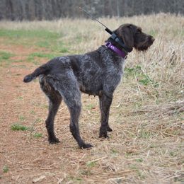 Dama - German Wirehaired Pointer
