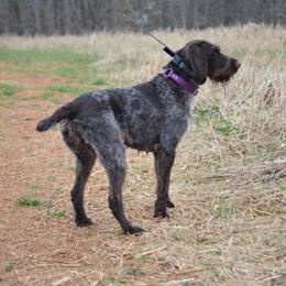 Dama - German Wirehaired Pointer