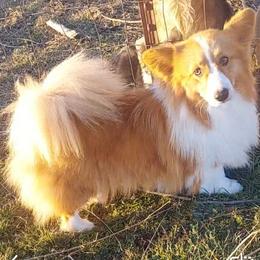 "FIRECRACKER AKC Full Fluffy Male , TRIPLE CLEAR" American Corgi and Pembroke Welsh Corgi All Grown Up from Sarah Gugeler