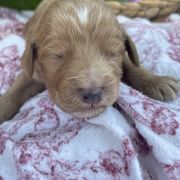 Boy 4 - male Irish Doodle puppy in Home, Pennsylvania from Plum Creek Acres Next Generation