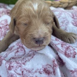 Boy 4 - male Irish Doodle puppy in Home, Pennsylvania from Plum Creek Acres Next Generation