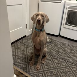 Weimaraner Puppies from So-IN Weimaraner's