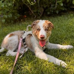Lily - Red merle female Border Collie puppy in Morgan, Texas from Shooting Star Ranch