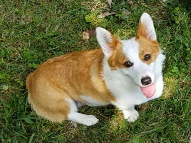 Juniper - Pembroke Welsh Corgi