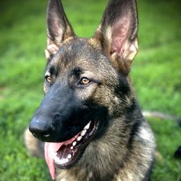 Tango - German Shepherd