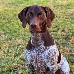 Daisy - German Shorthaired Pointer