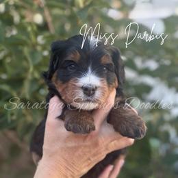 Darbis - Tri-color female Bernedoodle puppy in Saratoga Springs, Utah from Saratoga Springs Doodles