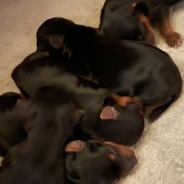 Yorkshire Terriers from BFR Yorkies